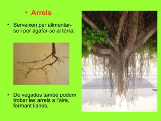• Arrels
• Serveixen per alimentarse i per agafar-se al terra.

• De vegades també podem
trobar les arrels a l’aire,
formant lianes.

 