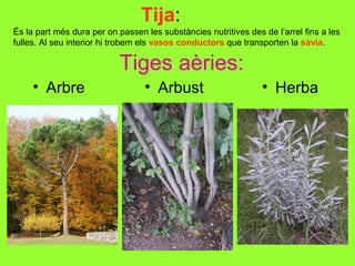 Tija:
És la part més dura per on passen les substàncies nutritives des de l’arrel fins a les
fulles. Al seu interior hi trobem els vasos conductors que transporten la sàvia.

Tiges aèries:
• Arbre

• Arbust

• Herba

 