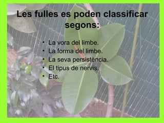 Les fulles es poden classificar
segons:
•
•
•
•
•

La vora del limbe.
La forma del limbe.
La seva persistència.
El tipus de nervis.
Etc.

 