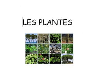 LES PLANTES
 