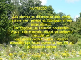 NUTRICIO
Les plantes es diferencien dels altres
essers vius, perquè es fabriquenes fabriquen el seu
propi aliment.
Per fabricar-se l’aliment necessiten:
Aigua, sals minerals, diòxid de carboni
i llum del sol.
Les arrels capten l’aigua i les sals
minerals. Les fulles capten la llum del
sol i el diòxid de carboni.
NUTRICIÓ
Les plantes es diferencien dels altres
essers vius, perquè es fabriquen el seu
propi aliment.
Per fabricar-se l’aliment necessiten:
Aigua, sals minerals, diòxid de carboni i
llum del sol.
Les arrels capten l’aigua i les sals
minerals. Les fulles capten la llum del sol
i el diòxid de carboni.
 