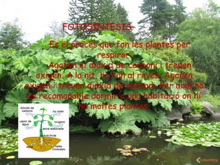 FOTOSÍNTESIS
Es el procés que fan les plantes per
respirar.
Agafen el diòxid de carboni i treuen
oxigen. A la nit, ho fan al reves: Agafen
oxigen i treuen diòxid de carboni. Per
això no es recomanable dormir a una
habitació on hi ha moltes plantes.
FOTOSÍNTESIS
Es el procés que fan les plantes per
respirar.
Agafen el diòxid de carboni i treuen
oxigen. A la nit, ho fan al reves: Agafen
oxigen i treuen diòxid de carboni. Per això no
es recomanable dormir a una habitació on hi
ha moltes plantes.
 
