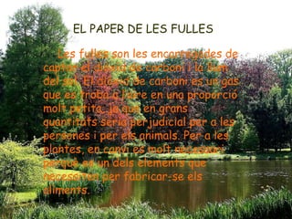 EL PAPER DE LES FULLES
Les fulles son les encarregades de
captar el diòxid de carboni i la llum
del sol. El diòxid de carboni es un gas
que es troba a l’aire en una proporció
molt petita, ja que en grans
quantitats seria perjudicial per a les
persones i per els animals. Per a les
plantes, en canvi es molt necessari
perquè es un dels elements que
necessiten per fabricar-se els
aliments.
 