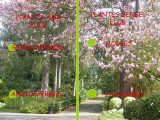PLANTES AMB
FLOR
PLANTES SENSE
FLOR
MOLSES
FALGUERES
GIMNOSPERMES
ANGIOSPERMES
PLANTES AMB
FLOR
PLANTES SENSE
FLOR
GIMNOSPERMES
ANGIOSPERMES
MOLSES
FALGUERES
 