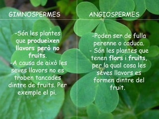 ANGIOSPERMES GIMNOSPERMES
 - Poden ser de fulla
perenne o caduca.
- Són les plantes
que
tenen flors i fruits,
per la qual cosa les
seves llavors es
formen dintre del
fruit. 
-Són les plantes
que produeixen
llavors però no
fruits.
- A causa de això les
seves llavors no es
troben tancades
dintre de fruits. Per
exemple el pi.
GIMNOSPERMES ANGIOSPERMES
-Són les plantes
que produeixen
llavors però no
fruits.
-A causa de això les
seves llavors no es
troben tancades
dintre de fruits. Per
exemple el pi. 
-Poden ser de fulla
perenne o caduca.
- Són les plantes que
tenen flors i fruits,
per la qual cosa les
seves llavors es
formen dintre del
fruit.  
 