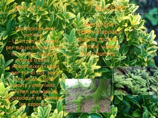 MOLSES FALGUERES
-Més grans i
desenvolupades
que les molses.
-També viuen a
llocs humits.
- Són plantes molt
petites.
- Utilitzen les arrels
per subjectar-se, però
no prenen l’aigua a
través d’elles.
- Absorbeixen l’aigua
per tot el cos, per això
viuen a llocs humits i
ombrívols.
- Tenen una càpsula
gruixuda on es formen
les espores.
MOLSES FALGUERES
- Són plantes molt
petites.
- Utilitzen les arrels
per subjectar-se, però
no prenen l’aigua a
través d’elles.
- Absorbeixen l’aigua
per tot el cos, per
això viuen a llocs
humits i ombrívols.
- Tenen una càpsula
gruixuda on es formen
les espores.
-Més grans i
desenvolupades
que les molses.
-També viuen a
llocs humits.
 