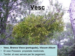 Vesc Vesc, Branco  Visco  ( portuguès),   Viscum Album   El vesc Posseeix  propietats medicinals.   També  el vesc serveix per fer pegament.  