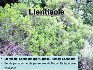 Llentiscle Llentiscle,  Lentiscus ( portuguès ),  Pistacia Lentiscus   Servia per adornar els pessebres de Nadal. Es fabricaven vernissos   