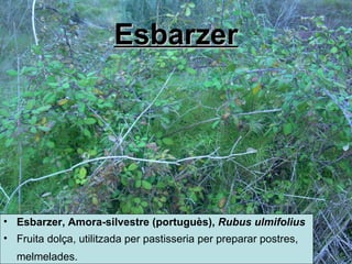 Esbarzer Esbarzer,  Amora-silvestre  ( portuguès),   Rubus ulmifolius Fruita dolça, utilitzada per pastisseria per preparar postres, melmelades.   
