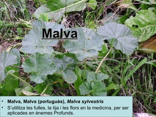Malva Malva, Malva (portuguès),  Malva  sylvestris   S’utilitza les fulles, la tija i les flors en la medicina, per ser aplicades en ènemes Profunds. 