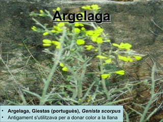 Argelaga Argelaga,  Giestas ( portuguès ),  Genista  scorpus   Antigament s'utilitzava per a donar color a la llana 