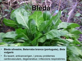 Bleda Bleda silvestre,  Beterraba branca  (portuguès ),  Beta vulgaris   És laxant, anticancerígen, i preveu problemes cardiovasculars, degeneratius i infeccions respiratòries. 