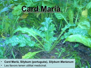 Card Marià Card Marià,  Silybum (portuguès),  Silybum Marianum   Les llavors tenen utilitat medicinal.  