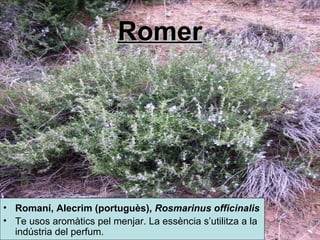 Romer Romaní,  Alecrim ( portuguès ),  Rosmarinus officinalis   Te usos aromàtics pel menjar. La essència s’utilitza a la indústria del perfum. 