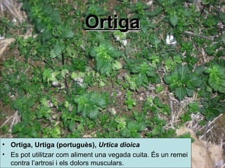 Ortiga Ortiga,  Urtiga ( portuguès ),  Urtica dioica   Es pot utilitzar com aliment una vegada cuita. És un remei contra l’artrosi i els dolors musculars. 