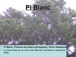 Pi Blanc Pi Blanc,  Pinheiro-do-alepo  ( portuguès ),  Pinus halepensis   La seva fusta es va servir per fabricar cel·lulosa o caixes de fusta.  