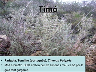 Timó Farigola,  Tomilho  (portuguès),  Thymus Vulgaris   Molt aromàtic. Bullit amb la pell de llimona i mel, va bé per la gola fent gàrgares.   