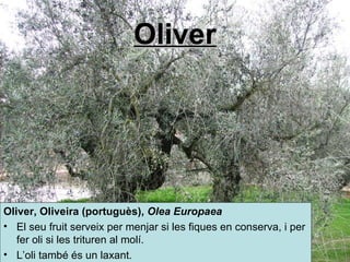 Oliver Oliver,  Oliveira  (portuguès),  Olea Europaea   El seu fruit serveix per menjar si les fiques en conserva, i per fer oli si les trituren al molí. L’oli també és un laxant.  