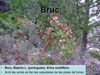 Bruc Bruc,  Blaeria  L. (portuguès),  Erica  multiflora   Amb les arrels es fan les cassoletes de les pipes de fumar.  