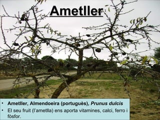 Ametller Ametller,  Almendoeira   (portuguès ),  Prunus dulcis   El seu fruit (l’ametlla) ens aporta vitamines, calci, ferro i fòsfor.  