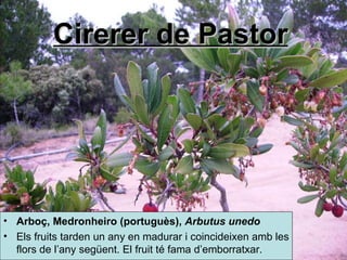 Cirerer de Pastor   Arboç,  Medronheiro  ( portuguès ),  Arbutus unedo   Els fruits tarden un any en madurar i coincideixen amb les flors de l’any següent. El fruit té fama d’emborratxar. 