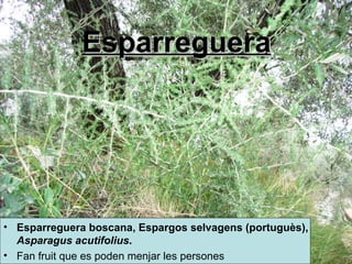 Esparreguera Esparreguera boscana,  Espargos selvagens  (portuguès ),  Asparagus acutifolius . Fan fruit que es poden menjar les persones   