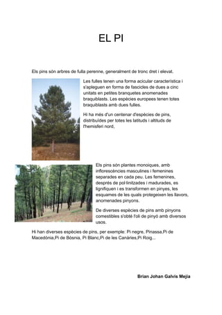 EL PI
Els pins són arbres de fulla perenne, generalment de tronc dret i elevat.
Les fulles tenen una forma acicular característica i
s'apleguen en forma de fascicles de dues a cinc
unitats en petites branquetes anomenades
braquiblasts. Les espècies europees tenen totes
braquiblasts amb dues fulles.
Hi ha més d'un centenar d'espècies de pins,
distribuïdes per totes les latituds i altituds de
l'hemisferi nord,
Els pins són plantes monoiques, amb
inflorescències masculines i femenines
separades en cada peu. Les femenines,
després de pol·linitzades i madurades, es
lignifiquen i es transformen en pinyes, les
esquames de les quals protegeixen les llavors,
anomenades pinyons.
De diverses espècies de pins amb pinyons
comestibles s'obté l'oli de pinyó amb diversos
usos.
Hi han diverses espècies de pins, per exemple: Pi negre, Pinassa,Pi de
Macedònia,Pi de Bòsnia, Pi Blanc,Pi de les Canàries,Pi Roig...
Brian Johan Galvis Mejía
 
