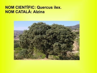 NOM CIENTÍFIC: Quercus ilex.
NOM CATALÀ: Alzina
 