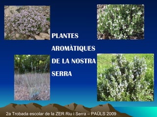 PLANTES AROMÀTIQUES DE LA NOSTRA SERRA 2a Trobada escolar de la ZER Riu i Serra – PAÜLS 2009 