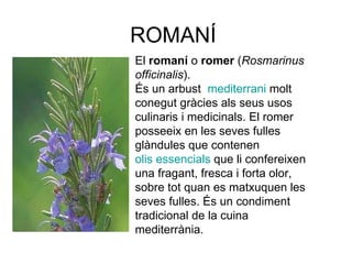 ROMANÍ El  romaní  o  romer  ( Rosmarinus officinalis ). És un arbust   mediterrani  molt conegut gràcies als seus usos culinaris i medicinals. El romer posseeix en les seves fulles glàndules que contenen  olis essencials  que li confereixen una fragant, fresca i forta olor, sobre tot quan es matxuquen les seves fulles. És un condiment tradicional de la cuina mediterrània. 