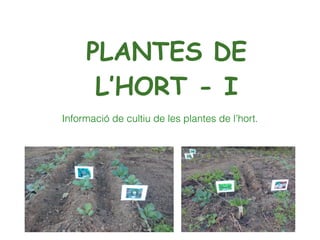 PLANTES DE
L’HORT - I
Informació de cultiu de les plantes de l’hort.
 