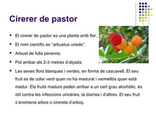 Cirerer de pastor
 El cirerer de pastor es una planta amb flor.
 El nom científic es “arbustus unedo”.
 Arbust de fulla perenne.
 Pot arribar als 2-3 metres d’alçada.
 Les seves flors blanques i verdes, en forma de cascavell. El seu
fruit es de color verd quan no ha madurat i vermellós quan està
madur. Els fruits madurs poden arribar a un cert grau alcohòlic, és
útil contra les infeccions urinàries, la diarrea i d’altres. El seu fruit
s’anomena arbos o cirereta d’arboç.
 