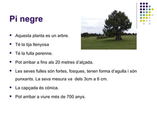 Pi negre
 Aquesta planta es un arbre.
 Té la tija llenyosa
 Té la fulla perenne.
 Pot arribar a fins als 20 metres d’alçada.
 Les seves fulles són fortes, fosques, tenen forma d’agulla i són
punxants. La seva mesura va dels 3cm a 6 cm.
 La capçada és cònica.
 Pot arribar a viure més de 700 anys.
 