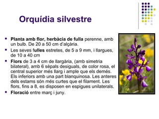 Orquídia silvestre
 Planta amb flor, herbàcia de fulla perenne, amb
un bulb. De 20 a 50 cm d’alçària.
 Les seves fulles estretes, de 5 a 9 mm, i llargues,
de 10 a 40 cm
 Flors de 3 a 4 cm de llargària, (amb simetria
bilateral), amb 6 sèpals desiguals, de color rosa, el
central superior més llarg i ample que els demés.
Els inferiors amb una part blanquinosa. Les anteres
dels estams són més curtes que el filament. Les
flors, fins a 8, es disposen en espigues unilaterals.
 Floració entre març i juny.
 