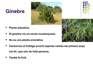 Ginebre
 Planta arbustiva.
 El ginebre viu en zones muntanyoses.
 No es una planta aromàtica.
 Conserven el fullatge juvenil espinós només els primers anys,
vol dir, que són de fulla perenne.
 També fa fruit .
 