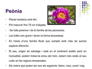 Peònia
• Planta herbàcia amb flor.
• Pot mesurar fins 70 cm d’alçada.
• De fulla perenne i de la família de les peonacies.
• Les fulles són grans i tenen la forma lanceolada.
• Es tracta d’una família floral que compta amb més de quinze
espècie diferents.
• El seu, origen és salvatge i està en el continent asiàtic però en
l’actualitat, podem trobar-la arreu del món, estant més estès el seu
cultiu en les regions temperades.
• Els colors que poden ser son els següents: blanc, rosa, coral i roig.
 
