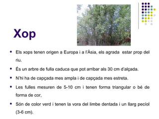 Xop
 Els xops tenen origen a Europa i a l’Àsia, els agrada estar prop del
riu.
 És un arbre de fulla caduca que pot arribar als 30 cm d’alçada.
 N’hi ha de capçada mes ampla i de capçada mes estreta.
 Les fulles mesuren de 5-10 cm i tenen forma triangular o bé de
forma de cor,
 Són de color verd i tenen la vora del limbe dentada i un llarg pecíol
(3-6 cm).
 