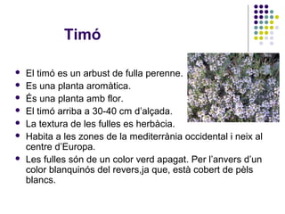 El timó es un arbust de fulla perenne.
 Es una planta aromàtica.
 És una planta amb flor.
 El timó arriba a 30-40 cm d’alçada.
 La textura de les fulles es herbàcia.
 Habita a les zones de la mediterrània occidental i neix al
centre d’Europa.
 Les fulles són de un color verd apagat. Per l’anvers d’un
color blanquinós del revers,ja que, està cobert de pèls
blancs.
Timó
 