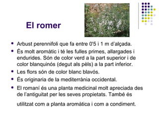 El romer
 Arbust perennifoli que fa entre 0'5 i 1 m d’alçada.
 És molt aromàtic i té les fulles primes, allargades i
endurides. Són de color verd a la part superior i de
color blanquinós (degut als pèls) a la part inferior.
 Les flors són de color blanc blavós.
 És originaria de la mediterrània occidental.
 El romaní és una planta medicinal molt apreciada des
de l’antiguitat per les seves propietats. També és
utilitzat com a planta aromàtica i com a condiment.
 