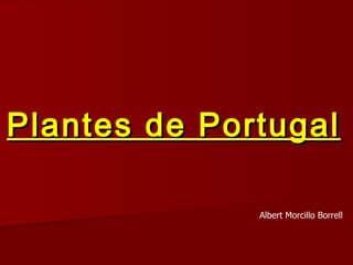 Plantes de Portugal Albert Morcillo Borrell 