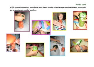 PLANTES I HORT
NOVÈ: Com al nostre hort hem plantat amb plater, hem fet el famós experiment de la llavor en un pot i
ara us explicarem com ho hem fet...
 