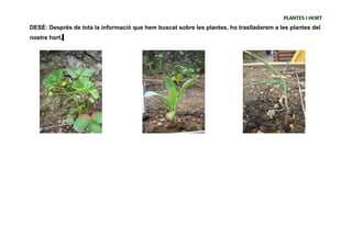 PLANTES I HORT
DESÈ: Desprès de tota la informació que hem buscat sobre les plantes, ho traslladarem a les plantes del
nostre hort.
 