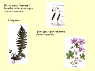 En les zones fresques i humides de les muntanyes trobarem molses i   falgueres  i per supost, per tot arreu, plantes superiors 