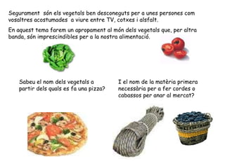 Segurament  són els vegetals ben desconeguts per a unes persones com vosaltres acostumades  a viure entre TV, cotxes i alsfalt. En aquest tema farem un apropament al món dels vegetals que, per altra banda, són imprescindibles per a la nostra alimentació. Sabeu el nom dels vegetals a partir dels quals es fa una pizza? I el nom de la matèria primera necessària per a fer cordes o cabassos per anar al mercat? 