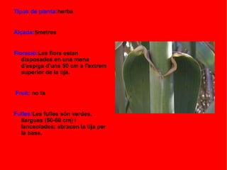 Tipus de planta:herba
Alçada:5metres
Floració:Les flors estan
disposades en una mena
d'espiga d'uns 50 cm a l'extrem
superior de la tija.
Fruit: no fa
Fulles:Les fulles són verdes,
llargues (50-60 cm) i
lanceolades; abracen la tija per
la base.
 