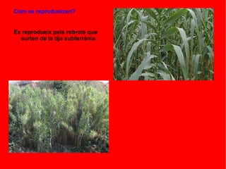 Com es reprodueixen?
Es reprodueix pels rebrots que
surten de la tija subterrània.
 