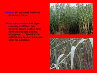Hàbitat:Viu en zones humides
de la terra baixa.
Altres informacions:Les tiges
(canyes) s'utilitzen per
sostenir alguns cultius dels
horts (tomàquets pèsols,
mongetes, ...). També s'han
utilitzat des de molt antic per
collir les ametlles.
 