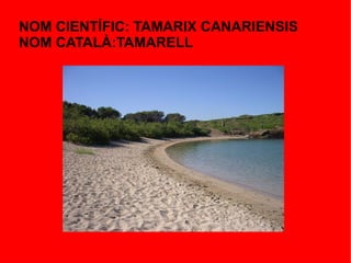 NOM CIENTÍFIC: TAMARIX CANARIENSIS
NOM CATALÀ:TAMARELL
 