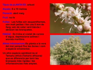 Tipus de pLANTA ES: arbust
Alçada: 8 o 10 metros
Floració: abril maig
Fruit: no fa
Fulles: Les fulles són esquamiformes,
són molt petites i fan uns 6 mm de
llarg; són de color verd blavós i
abracen les branquetes.
Hàbitat: Es troba al costat de cursos
d´aigua, depressions salines i
arenals marítims.
Altres informacions:Es planta a la vora
del mar perquè fixa les dunes i com
a espècie ornamental.
Un altra espècie semblant és el
Tamariu africà (Tamarix africana)
que es diferencia per tenir les
branques més rígides i les
inflorescències més amples.
 