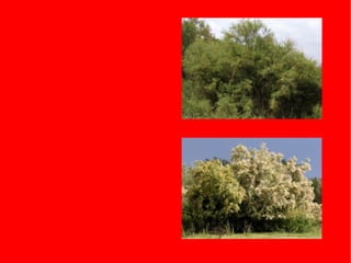 Plantes jose i paula a.